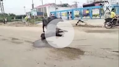 ऊना: बाथड़ी मार्ग पर अज्ञात टिप्पर की टक्कर से दो भैंसों और जंगली सूअर की हुई मौत, मालिक ने पुलिस को दी शिकायत