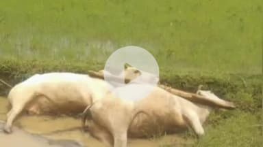 पांकी: ताल उच्च विद्यालय के पास खेत में हल जोतते समय हाई वोल्टेज तार गिरने से बैलों की मौत, किसान गंभीर