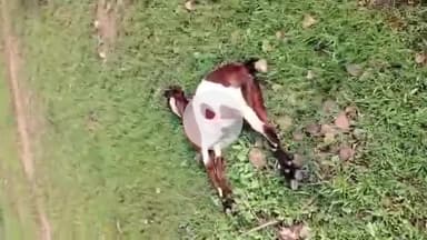 लाडपुरा: कोटा के कैथून कस्बे के मोतीपुरा में बकरियों की रहस्यमयी मौत, 70 से ज़्यादा पशुओं की गई जान, गांव में पसरा मातम