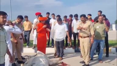 मऊरानीपुर: बड़ागांव तिगैला के पास नैशनल हाईवे पर अज्ञात वाहन की चपेट में 7 गायों की मौत, 2 घायल, मौके पर प्रशासन के अधिकारी