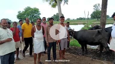 इंदरगढ़: ग्राम बन्डापारा भडौल जिगनिया गलाघोंटू रोग 20 दिन में 50 से अधिक भैंसों की मौत किसान देवताओं के भरोसे  अनदेखी #jansamasy