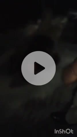 एत्मादपुर: इटमा दल के राधा कृष्ण मंदिर के पास फायरिंग की सूचना पर पहुंची पुलिस, मामला आपसी झगड़े का निकला, एक घायल