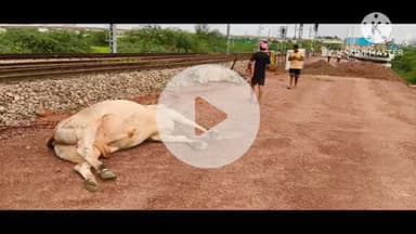 भिवानी: खड़खड़ी फाटक के पास रेलवे ट्रैक पर दो सांडों की लड़ाई, एक की मौत, पुलिस ने बचाई दूसरे की जान