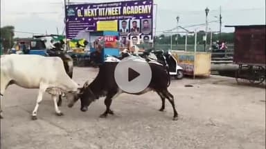 मऊरानीपुर: मऊरानीपुर में सांडों का आतंक, सुखनई नदी के पास सड़क पर दिखी सांडों के बीच वर्चस्व की लड़ाई, लोग दहशत में