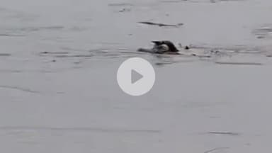 धनौरा: गजरौला के गांव पपसरा की नहर में बहता हुआ शव मिला, लोगों ने वीडियो किया वायरल, पुलिस जांच में जुटी