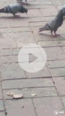 Catch the city’s feathered friends in action!  #PigeonVibes #TrafficSignal #UrbanWildlife #CityLife #BirdWatching