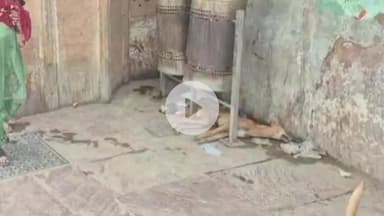 मथुरा: स्वामी घाट पर 3 दिन से पड़ा है कुत्ते का शव, दुर्गंध से श्रद्धालुओं की भावना हुई आहत