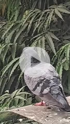 A moment of peace in the urban jungle.  #CityLife, #NatureVibes, #UrbanWildlife, #PigeonLove, #RooftopViews