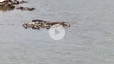 सीतामऊ: धतुरिया गांव के तालाब में दिखा मगरमच्छ, इलाके में दहशत, वन विभाग से पकड़ने की अपील