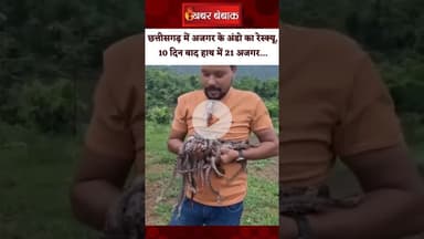 Chhattisgarh में अजगर के अंडो का रेस्क्यू, 10 दिन बाद हाथ में 21 अजगर... | CG Viral Video