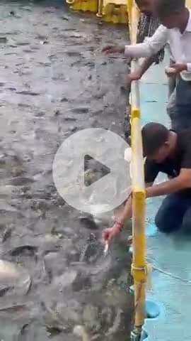 BHU बनारस में कायरत कृष्ण श्रीवास्तव जी मछली क़ो दाना खिलाते