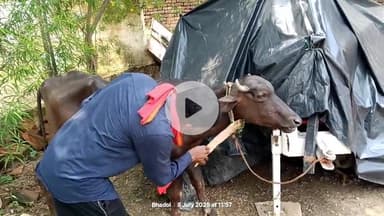 इंदरगढ़: इंदरगढ़ क्षेत्र के कई गांवों में गलाघोंटू रोग की चपेट से सैकड़ों पशुओं की हुई मौत, प्रशासन की अनदेखी से लोगों में रोष