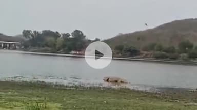 हुज़ूर: भोपाल के भदभदा डैम में दिखा विशाल मगरमच्छ, इलाके में फैली सनसनी