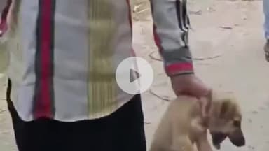 अमरोहा: अमरोहा में युवक की हैवानियत, गांव इकौंदा में युवक ने कुत्ते के बच्चे को बेरहमी से मारा, वीडियो वायरल