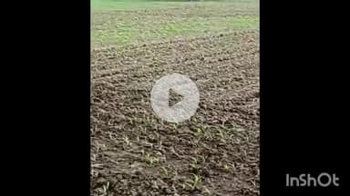 सिरोंज: तहसील क्षेत्र में चूहों ने मक्का की फसल बर्बाद की, किसानों को भारी नुकसान