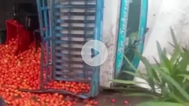 सुंदर नगर: हराबाग फोरलेन पर टमाटर से भरी पिकअप पलटी, सड़क पर बिखरे टमाटर, चालक सुरक्षित