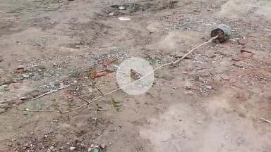 रामपुर: पहाड़ी गेट चौराहे के पास वृक्षारोपण से पहले बकरियों ने खा लिए पेड़ के पत्ते, प्रशासन ने 27,700,600 पेड़ लगाने का दावा