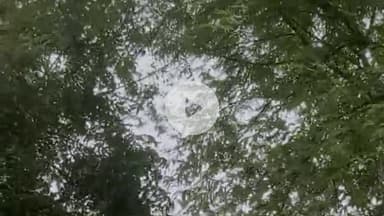 आज फिर एक बार मिली बहुत दिनों में कोयल की आवाज जी हा इस आवाज को एक बार सुनने से ये लगता है कि सुनते रहे।