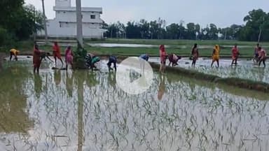 बक्सर: जिले में कमजोर मॉनसून से रोपनी की रफ्तार हुई धीमी, लक्ष्य के विरुद्ध अब तक केवल 1725 हेक्टेयर में रोपाई