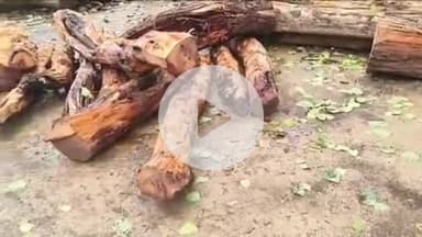 तुलसीपुर: बनकटवा रेंज के हिन्डुली कला में एसएसबी और वन विभाग की संयुक्त कार्रवाई में पकड़ी गई 13 बोटा खैर की लकड़ी, वन माफिया फरार