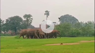 कटकमसांडी: कटकमसांडी प्रखंड में हाथियों के घुसने की आशंका को देखते हुए वन विभाग के पदाधिकारी ने लोगों से की अपील