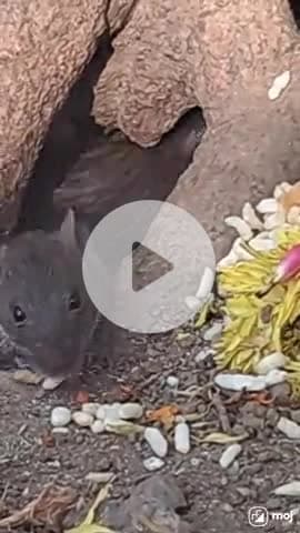 A tiny feast full of charm!  #CuteAnimals, #ViralVibes, #AnimalLove, #MouseMoment, #PetLife,