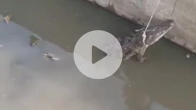 लाडपुरा: बोरखेड़ा इलाके में नहर में बच्चों ने मगरमच्छ को पत्थर मारकर किया घायल, गोवंश भी वाहन की टक्कर से घायल हुआ, रेस्क्यू