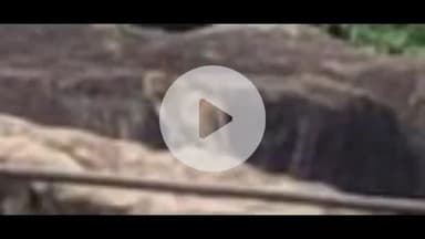 మహబూబ్ నగర్ అర్బన్: వెంకటాపూర్ పరిసర ప్రాంతాలలో చిరుత పులి సంచారం భయాందోళనలకు గురవుతున్న గ్రామ ప్రజలు