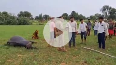 झांसी: अमरपुर गांव में बिजली के तारों की चपेट में आने से दो भैंसों की हुई मौत, तीन झुलसी, दो ग्रामीण भी आए चपेट में