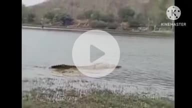 हुज़ूर: भोपाल: भदभदा डैम किनारे दिखा मगरमच्छ, मौके पर पहुंचा नगर निगम का अमला