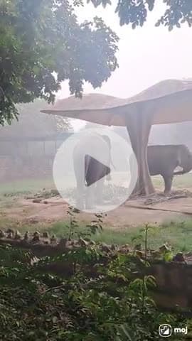 A heartwarming moment of nature’s gentle giant in action!  #ElephantLove #WildlifeVibes #NatureLovers