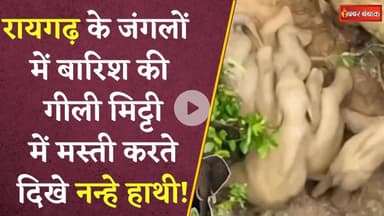 Raigarh के जंगल में हाथियों की मस्ती, पेट पर चढ़ने की कोशिश, फिर जमीन पर लोटने लगा Baby Elephant