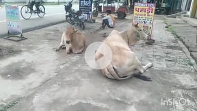 औरैया: 10 दिन बीत जाने के बाद भी सड़कों पर घूम रहे आवारा गोवंश, डीएम के आदेश के बाद भी नहीं पकड़े जा रहे गोवंश #jansamasya