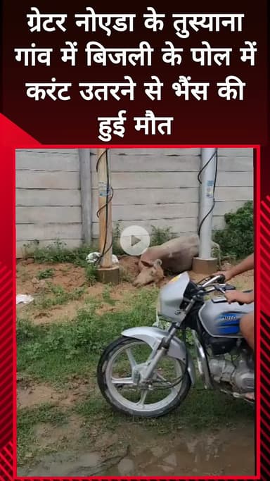 दादरी: ग्रेटर नोएडा के तुस्याना गांव में बिजली के पोल में करंट उतरने से भैंस की हुई मौत