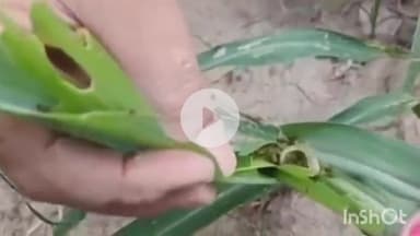 कंडाघाट: मक्की की फसल में सैनिक कीट के नियंत्रण के लिए कंडाघाट में किसान डॉ. अनुराग से कर सकते हैं संपर्क