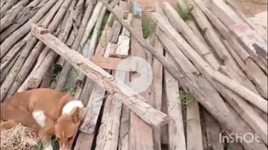 जगदलपुर: अब्दुल कलाम वार्ड में बेजुबान कुत्तों पर दरिंदगी का मामला दर्ज, पशु प्रेमियों ने की शिकायत