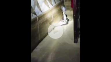 बड़ौत: छपरौली में घर के कोने में फन फैलाए बैठे किंग कोबरा को देख महिला की निकली चीख, वीडियो हुआ वायरल