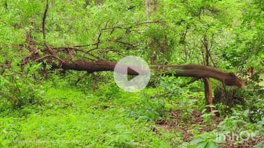 सिरोंज: शहर में चार स्थानों पर चंदन के पेड़ चोरी, पुलिस जांच में जुटी