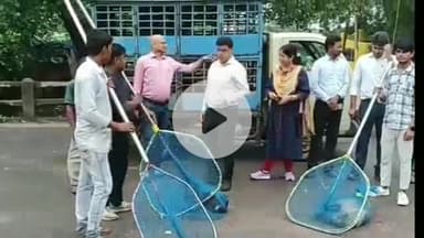 देवघर: देवघर नगर निगम ने आवारा कुत्तों को पकड़ने के लिए चलाया रेस्क्यू अभियान