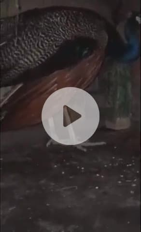 नवाबगंज: बेरहरा गांव में कुत्ते के हमले से घायल हुए राष्ट्रीय पक्षी की मदद के लिए युवक ने दिखाई बहादुरी, वन विभाग ने ली सुध