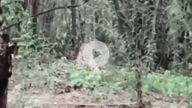 अजमेर: शिकार की तलाश में जंगल में घात लगाए पैंथर ने संबलपुर के ग्रामीणों को किया सतर्क