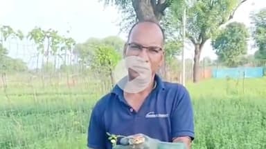 राजसमंद: राजसमंद में वन विभाग की टीम ने वन्यजीवों का सफल रेस्क्यू किया, अजगर, सांप और मॉनिटर लिज़र्ड को सुरक्षित जंगल में छोड़ा