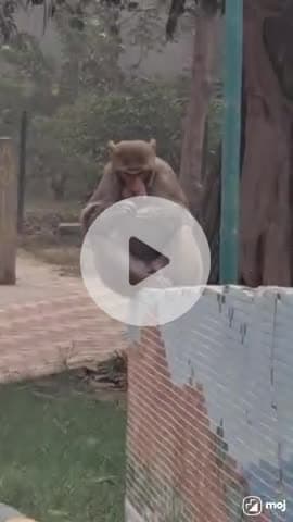 Nature's snack time at its finest! #MonkeyLife #NatureLover #WildAnimals #TreeClimbing #JungleVibes #AnimalReel