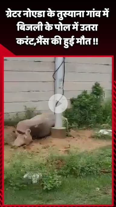 गौतम बुद्ध नगर: ग्रेटर नोएडा के तुस्याना गांव में बिजली के पोल में करंट उतरने से भैंस की हुई मौत