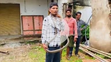 जतारा: घर में निकले चार सांप, एक भारत का सबसे जहरीला, रेस्क्यू कर जंगल में छोड़ा