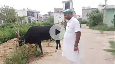 नौगावां सादात: नौगांवा तहसील क्षेत्र में छोटे पशुओं से परेशान भाकियू ने दी चेतावनी