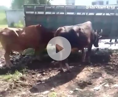 केंद्रीय राज्यमंत्री के निर्देश पर डड़िया नगला में आवारा गौवंश पकड़ने का काम शुरू किसान नेता देवस्वरूप पटेल ने दीजानकारी