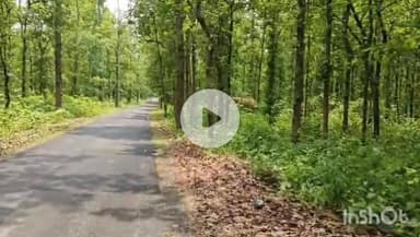 उदयपुर धरमजयगढ़: धरमजयगढ़ क्रोन्धा मार्ग पर जंगल किनारे हाथी दिखा, आवागमन प्रभावित