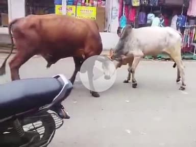 पचोर: सड़कों से गोवंश हटाने के आदेश, पचोर बस स्टैंड पर लड़ते सांड, यात्रियों को जान का खतरा