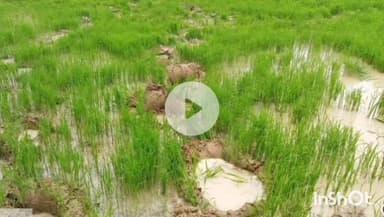 उदयपुर धरमजयगढ़: आमगांव में हाथियों के दल ने खेत में लगी धान की फसल को पहुंचाया नुकसान